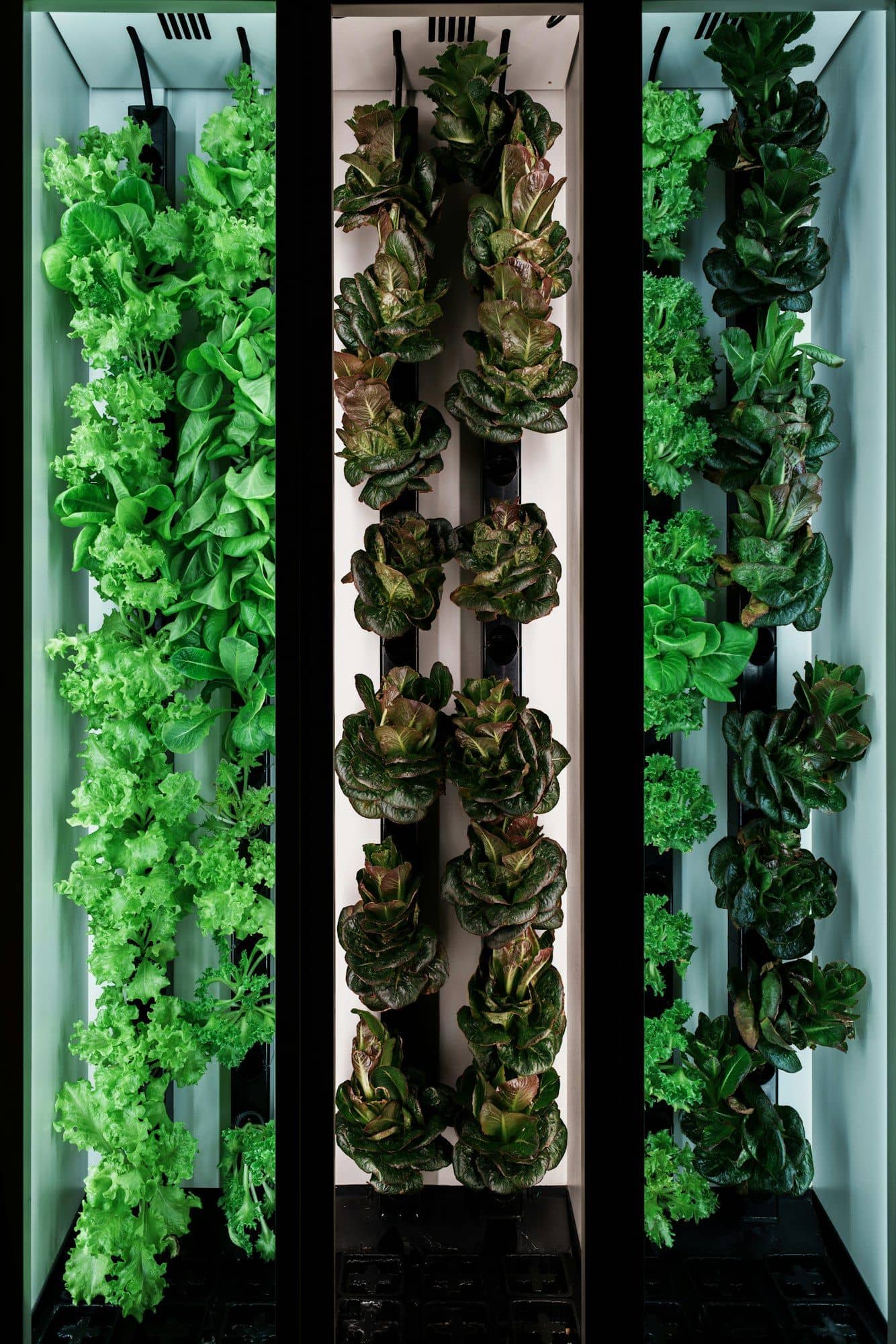Vertical hydroponic columns growing lettuce and leafy greens indoors